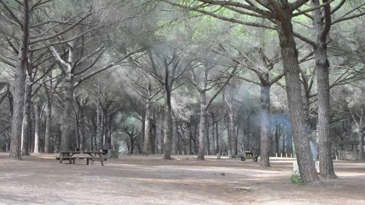 Barbacoas en el Pinar del Rey- sí, pero con precaución