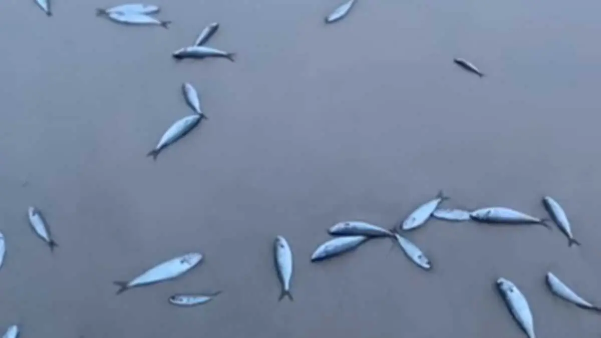 Algunos de los peces muertos aparecidos en El Rinconcillo