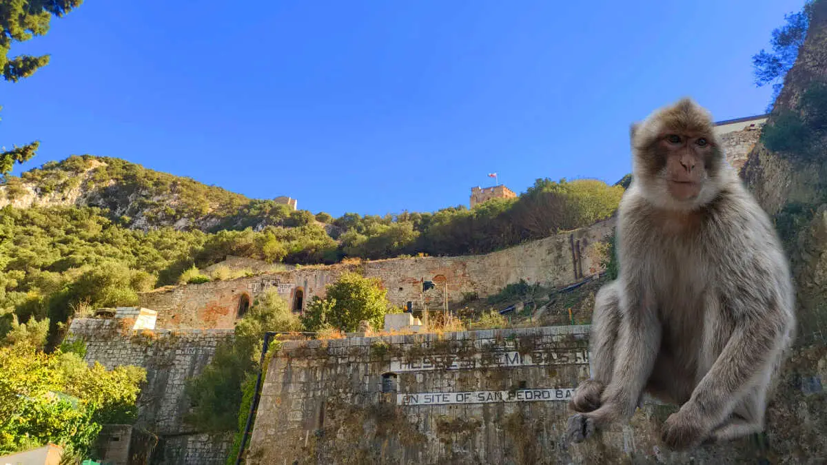 Estos macacos de Berber&iacute;a son los &uacute;nicos primates en libertad de toda Europa