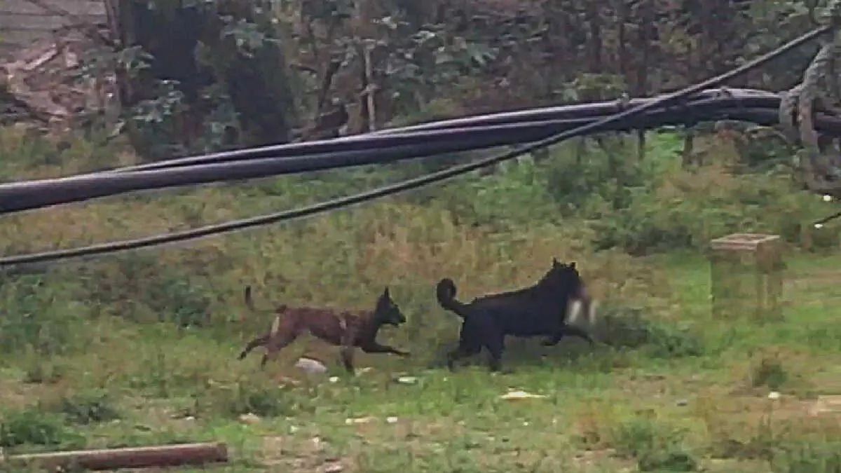 Captura del v&iacute;deo en el que se observa a dos perros sueltos persiguiendo a los gatos de la colonia; uno de ellos aparece con un felino atrapado entre sus mand&iacute;bulas