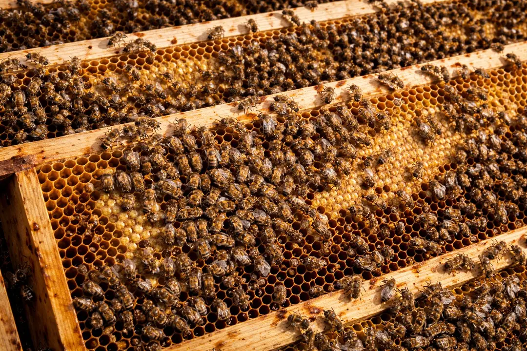 Panal de abejas