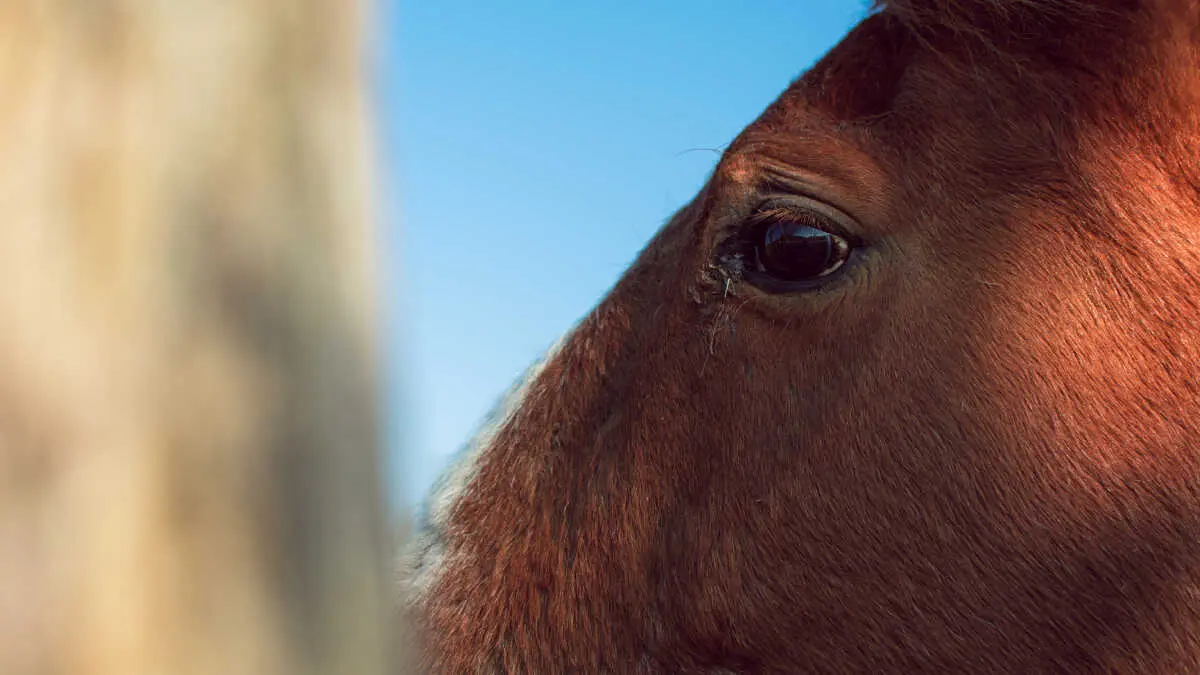 Estos hechos responder&iacute;an presuntamente a una misma persona, a la que atribuyen casos reiterados de abandono y maltrato de &eacute;quidos, pese a no contar con licencia para la tenencia o manejo de animales
