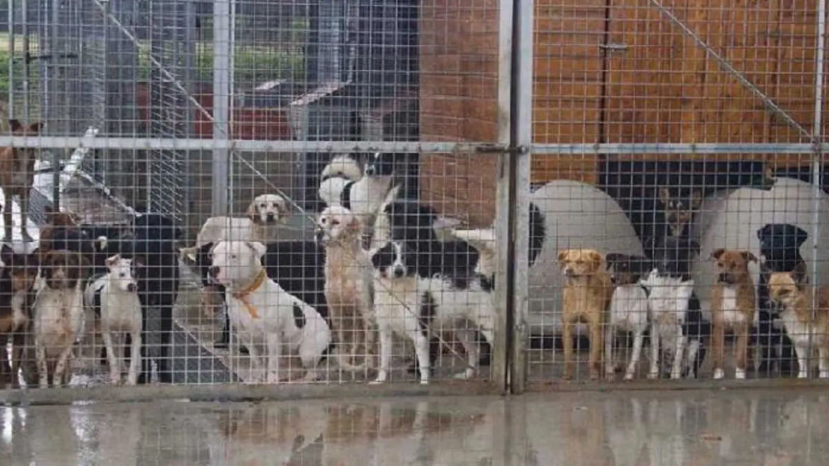 De acuerdo con las previsiones meteorol&oacute;gicas, para la jornada del mi&eacute;rcoles se esperan hasta 80 litros por metro cuadrado, una cantidad que hace inviable que los animales permanezcan en la perrera