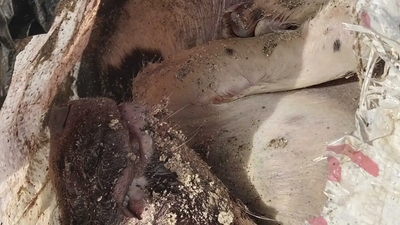 Perro hallado sin vida en la playa de Puente Mayorga, donde fue localizado el cuerpo dentro de una bolsa.