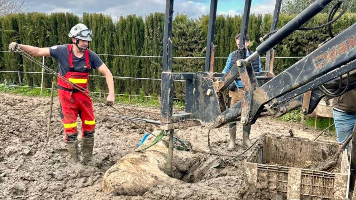 A su llegada, los bomberos comprobaron que el equino no pod&iacute;a salir por sus propios medios debido a la acumulaci&oacute;n de lodo en la zona