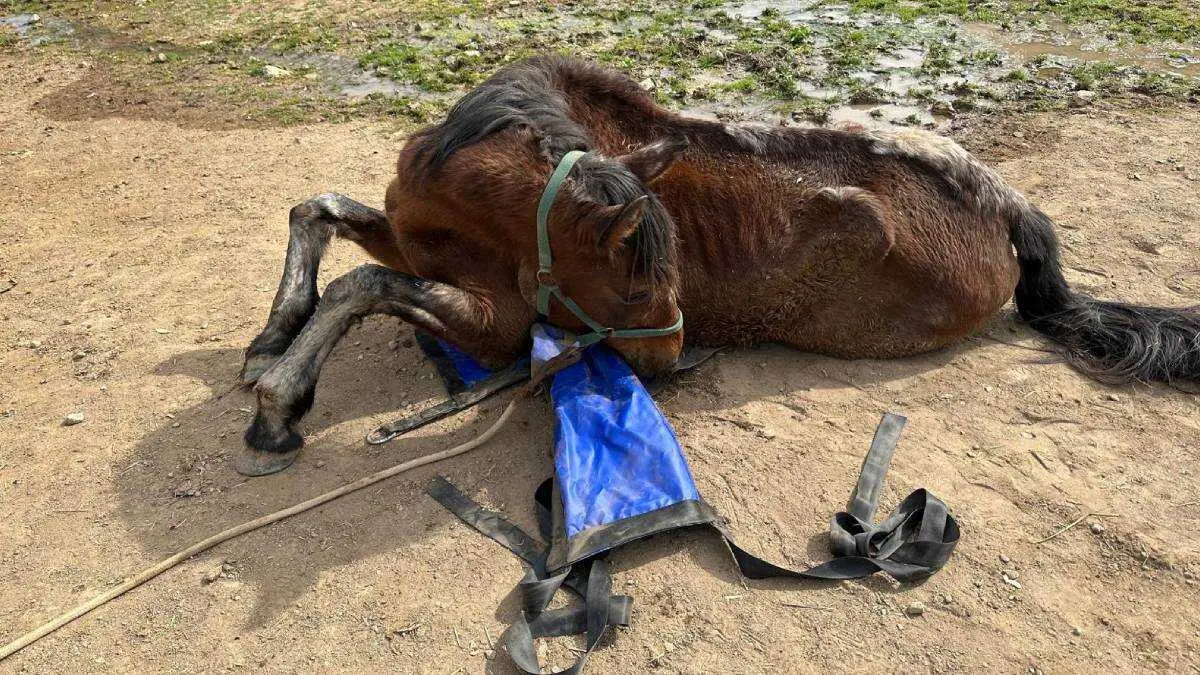 Seg&uacute;n fuentes municipales, en la &uacute;ltima d&eacute;cada se han retirado m&aacute;s de 60 animales en actuaciones relacionadas con este mismo responsable