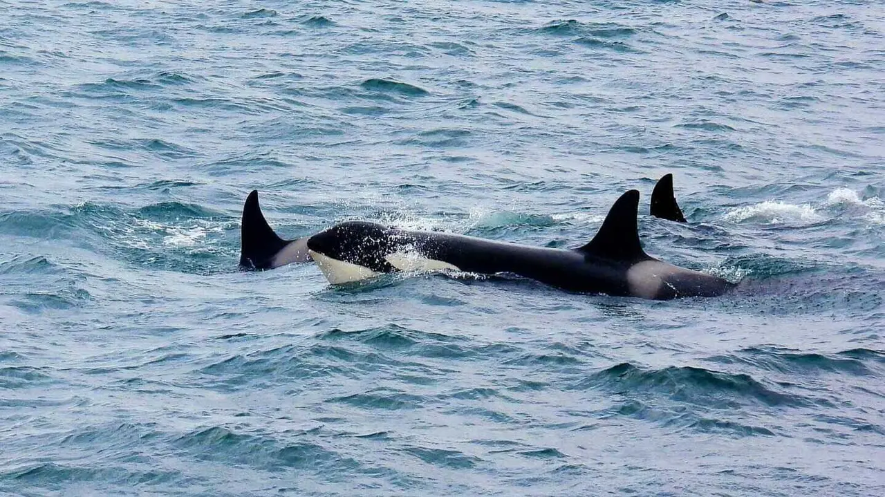 Grupo de orcas nadando en mar abierto, una de las especies m&aacute;s estudiadas por su comportamiento en interacci&oacute;n con embarcaciones.