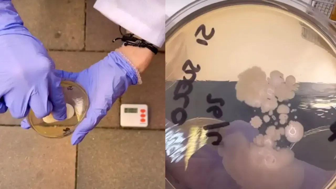 Imagen del experimento realizado para comprobar la presencia de bacterias en alimentos tras caer al suelo.