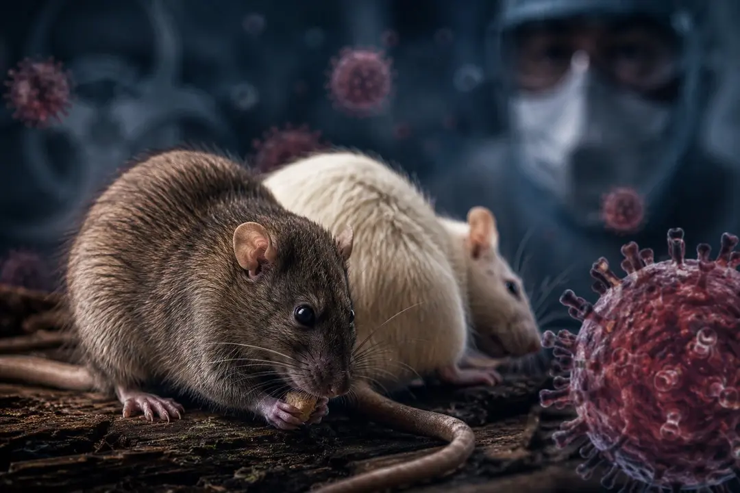 Recreaci&oacute;n ilustrativa sobre el brote de hantavirus asociado al crucero MV Hondius.