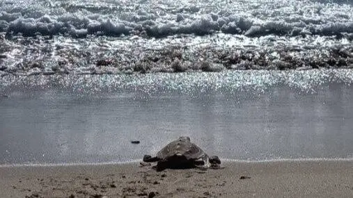 Una de las tortugas bobas recuperadas regresa al mar en la playa de Getares