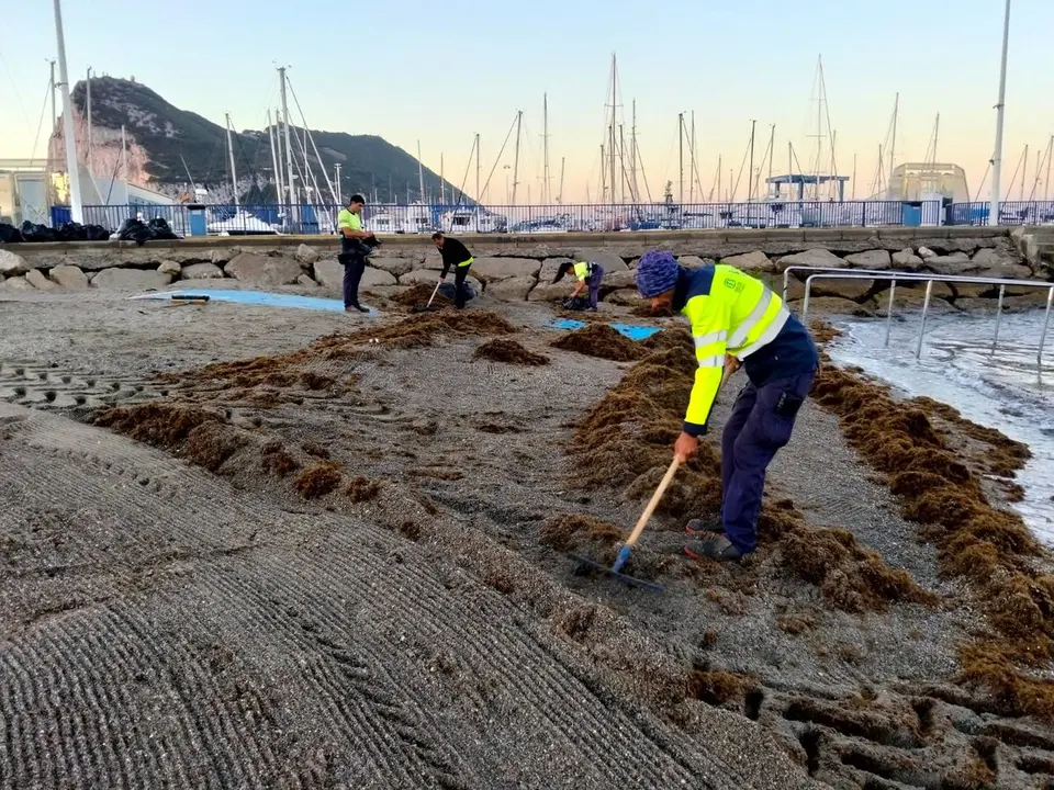 Trabajos de retirada de alga invasora en la playa de Poniente de La L&iacute;nea de la Concepci&oacute;n