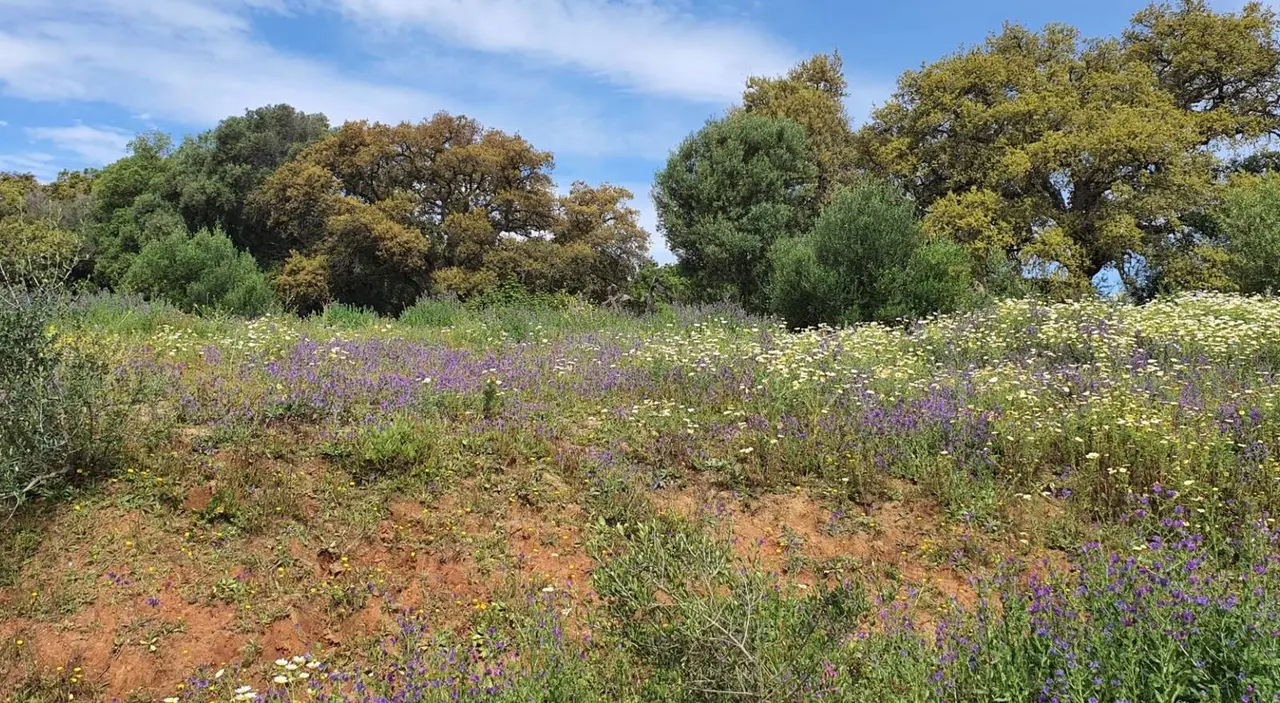 Alcornocales centenarios en el entorno del Cerro del Prado, en Guadarranque