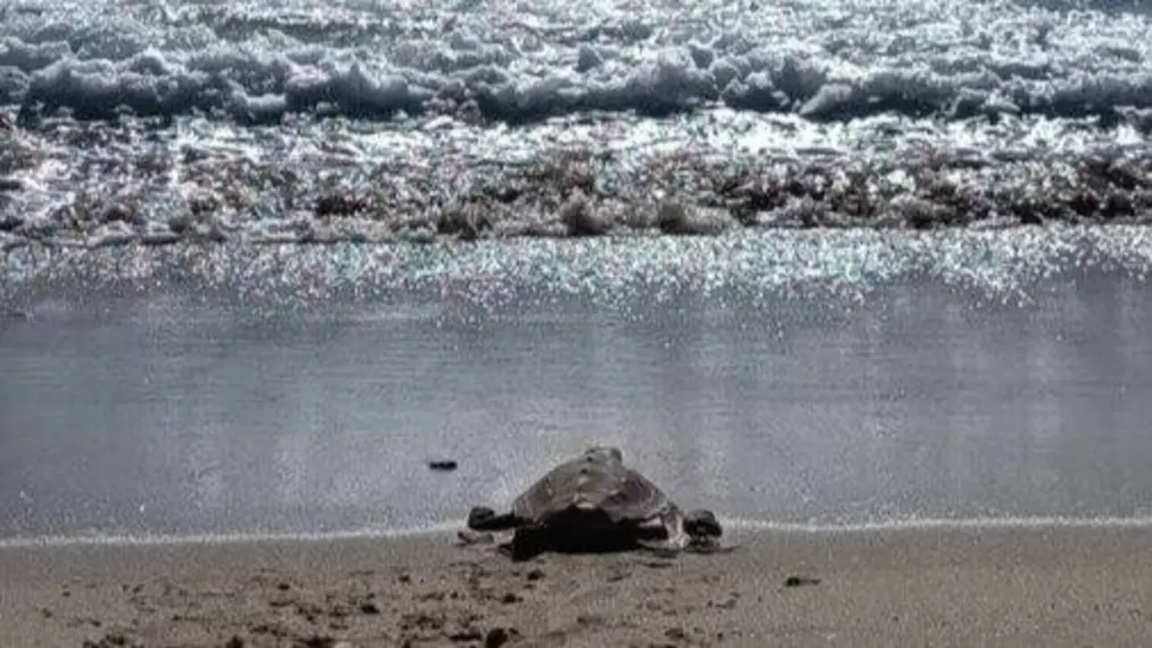 Una de las tortugas bobas recuperadas regresa al mar en la playa de Getares