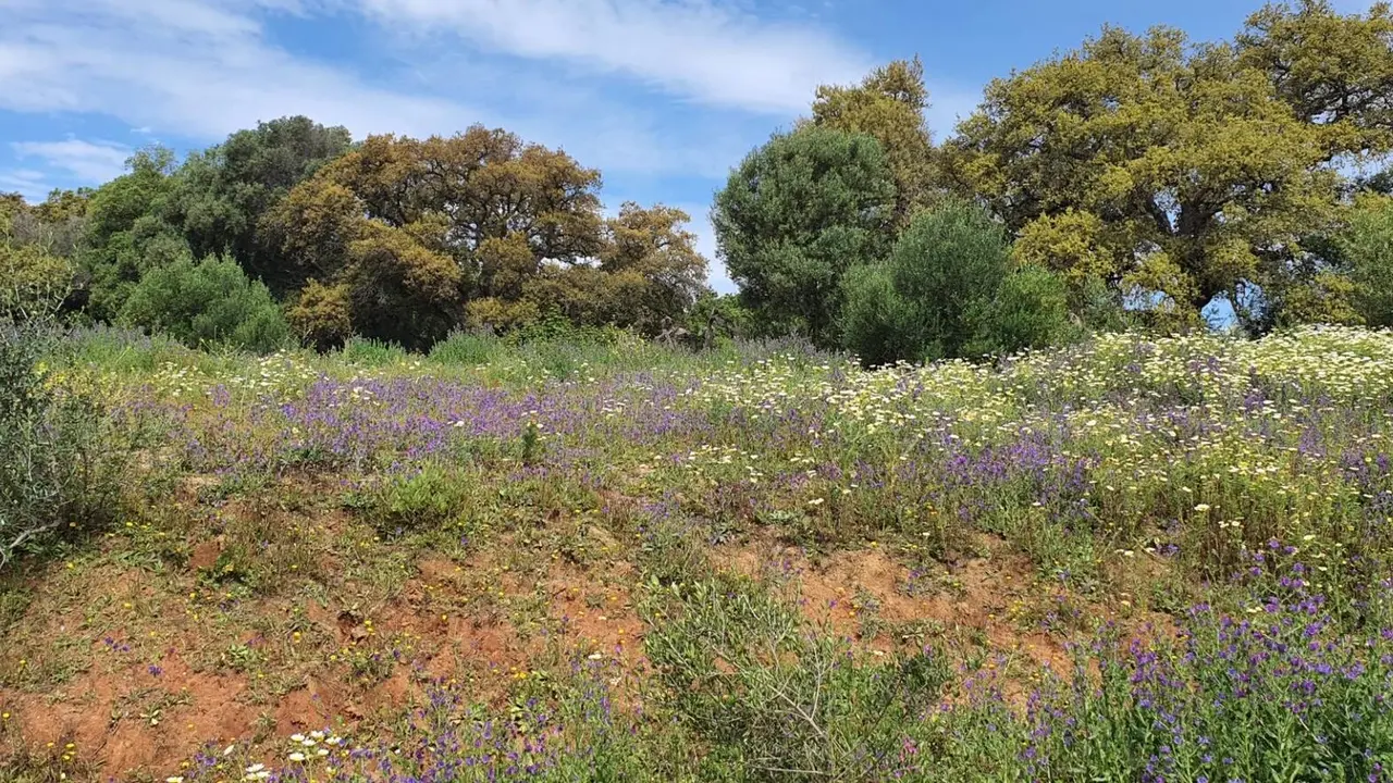 Alcornocales centenarios en el entorno del Cerro del Prado, en Guadarranque