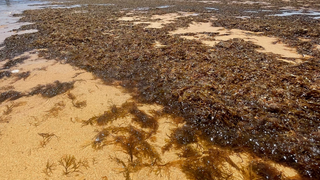 El alga invasora podría convertirse en biocombustible gracias a esta nueva iniciativa planteada hoy en Tarifa