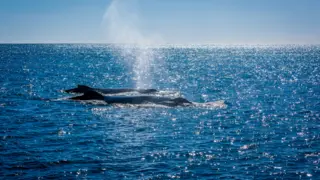 Expertos de todo el mundo hablar&aacute;n de orcas en la localidad tarife&ntilde;a