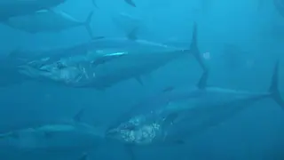 Ya se conocen las cuotas de pesca de atún rojo