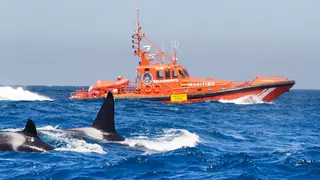 Cetáceos navegando por las aguas del Estrecho, estampa muy habitual. FOTO- José M&ordf; Caballero