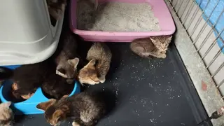 Felinos acogidos en la asociación