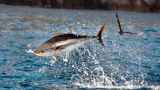 Los amantes de la pesca del at&uacute;n ya pueden disfrutar de la nueva temporada