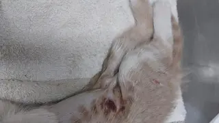 Herida mortal de uno de los gatos