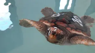 Tortuga en recuperaci&oacute;n en el CEGMA del Estrecho - FOTO: Junta de Andaluc&iacute;a