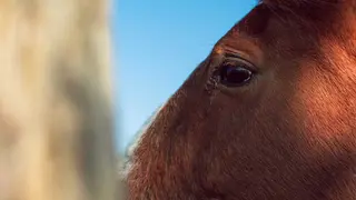Estos hechos responder&iacute;an presuntamente a una misma persona, a la que atribuyen casos reiterados de abandono y maltrato de &eacute;quidos, pese a no contar con licencia para la tenencia o manejo de animales
