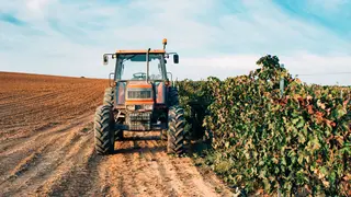 En el Campo de Gibraltar, Asaja se&ntilde;ala que los da&ntilde;os se concentran principalmente en c&iacute;tricos y aguacates, que han permanecido totalmente inundados durante varios d&iacute;as