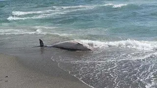 Delf&iacute;n varado en la playa de Santa B&aacute;rbara, en La L&iacute;nea, donde se ha registrado el &uacute;ltimo hallazgo de un cet&aacute;ceo sin vida.