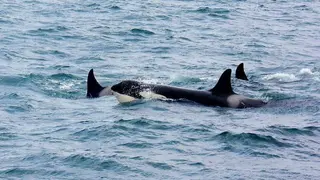 Grupo de orcas nadando en mar abierto, una de las especies m&aacute;s estudiadas por su comportamiento en interacci&oacute;n con embarcaciones.