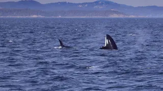 Actividad divulgativa del CESMA sobre fauna marina y conservaci&oacute;n de tortugas bobas