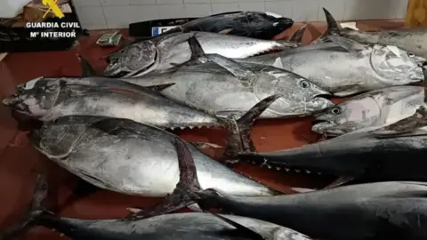 Algunas de las piezas de at&uacute;n rojo almacenado en Tarifa