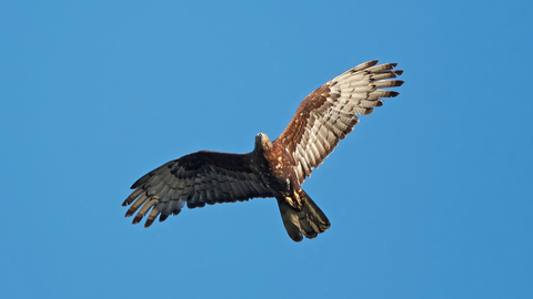 Alguno de los cientos de miles de aves que cruzan en esta &eacute;poca el Estrecho rumbo a &Aacute;frica