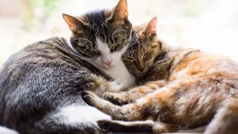 Los gatos contarán con una especial atención durante el próximo año en la ciudad de La Línea
