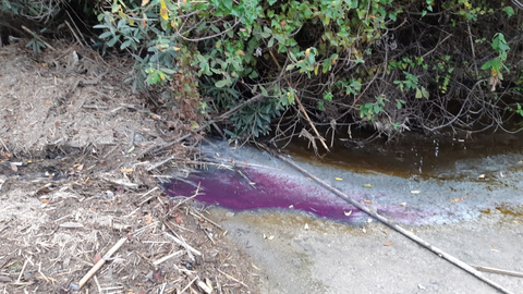 Aguas del río Pícaro, en Algeciras. FOTO - Verdemar