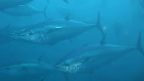 Ya se conocen las cuotas de pesca de atún rojo