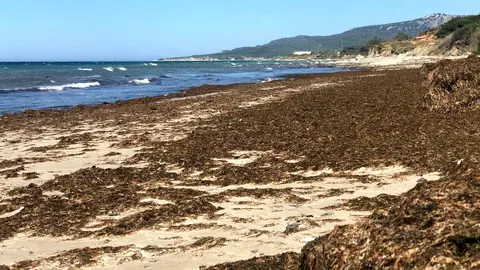 El terrible daño ecológico que se ve de las algas en la costa de Tarifa, aunque en el mar es peor por su invasión