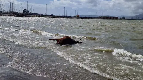 Animal aparecido en aguas de la playa de Poniente