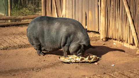 Cerdo vietnamita. FOTO - PACMA