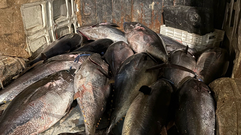 Algunos de los ejemplares decomisados en el puerto tarifeño