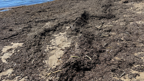 Las algas asiáticas siguen haciendo estragos en el litoral de la comarca