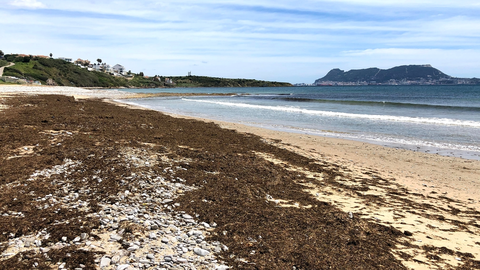 Algas en la playa algecireña de Getares 
