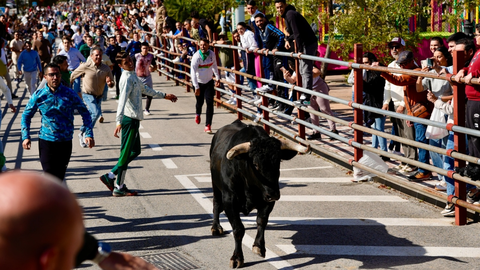 La suelta de los toros, una tradición que cumple 45 años en Los Barrios