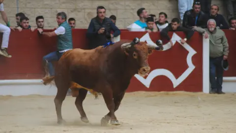 Toro Embolao domingo 43