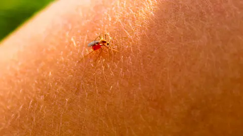 En la mayor&iacute;a de los casos, la picadura del mosquito no debe derivar en problemas graves