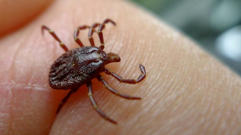 Una de las garrapatas que puede provocar la enfermedad de Lyme 