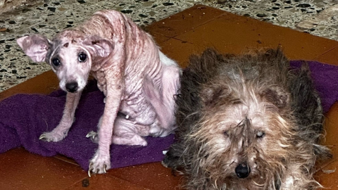 Lamentable estado en el que vivían los dos perros abandonados