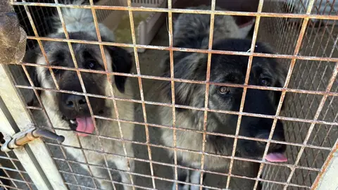 Dos mastines encerrados en la perrera de Los Barrios