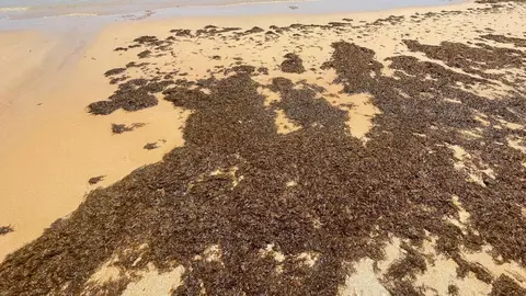 Nuevo uso para el alga que invade nuestras costas 