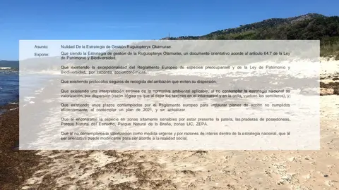 Parte del escrito remitido al Ministerio sobre la estrategia contra el alga asi&aacute;tica